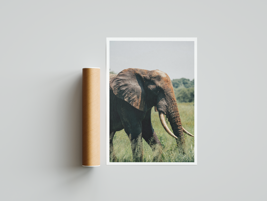 Wisdom in Every Step